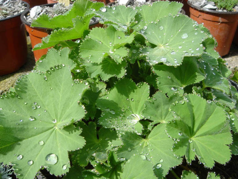 Alchemilla mollis